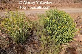 Image result for Euphorbia mossambicensis