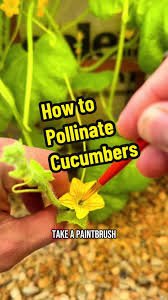 Image result for how to self pollinate cucumbers