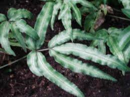 Image result for Pteris atrovirens