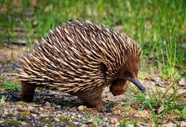 I looking for the wild animals in indonesia tiger, orangutan, komodo dragon. Animals In Australia Australian Animals You Should Know Wildlife