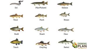 Freshwater Fish Identification Of Freshwater Fish
