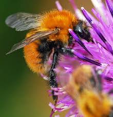 Image result for Bombus pascuorum gotlandicus