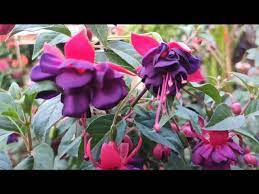 How To Grow Fuchsia Flower Ll Fuchsia Lagaye Youtube