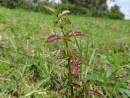 Image result for Dyschoriste multicaulis