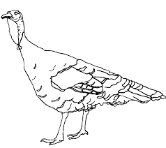 Print in color to make the craft or laminate to make a hands on color sorting activity for preschoolers and kindergartners. Wild Turkey Coloring Page Coloring Home
