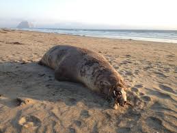 Dead Seal Near Morro Bay Likely A Poisoned Sea Lion San Luis Obispo Tribune