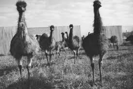 The Great Emu War Of 1932 Emu War Australian Road Trip Emu