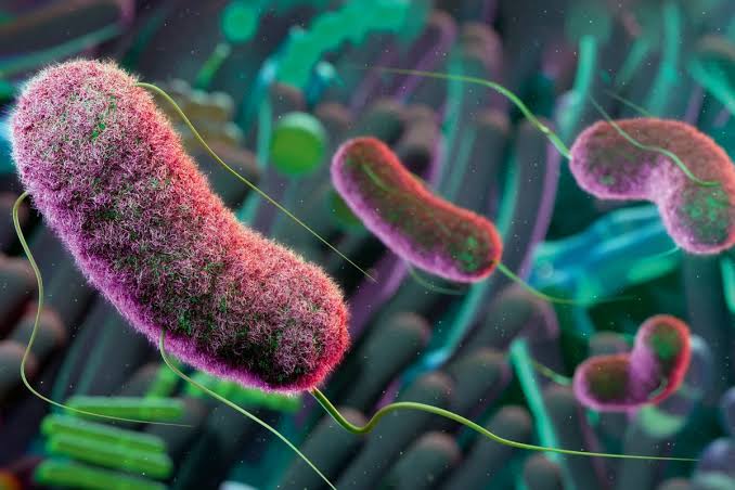 The surprising gut-health fix that's been overlooked until now | BBC  Science Focus Magazine
