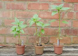 12 tips for growing giant sunflowers. Growing Sunflowers In Pots Easy Step By Step Guide Growing Family