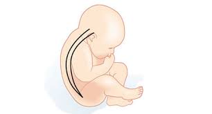 Ab wann babys sitzen dürfen, hängt also unter anderem stark von der individuellen entwicklung der wirbelsäule und den motorischen fähigkeiten ab. Ab Wann Darf Ein Baby Sitzen Baby Und Familie