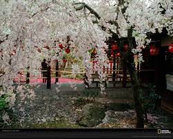 Japanese Blossom Japanese Cherry Blossom Japanese Garden