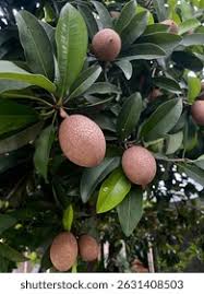 Image result for Sapotaceae