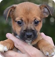 Please visit our adoptions page to view our available animals and follow the steps detailed there. Londonderry Nh Pomeranian Meet Diva A Pet For Adoption
