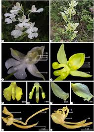 Image result for Habenaria macrostele