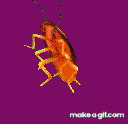 Maybe you would like to learn more about one of these? Dancing Cockroach On Make A Gif