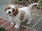 Cavachon & Cavanese Puppy Breeder Northern VA | Gleneden ...