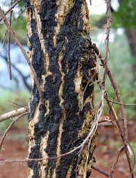 Image result for Acacia abyssinica