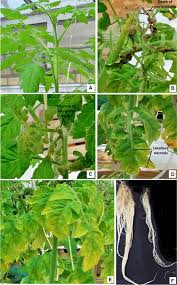 Learn to prune tomatoes correctly. Anatomical Changes In Cherry Tomato Plants Caused By Boron Deficiency Springerlink