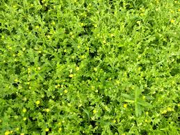 Image result for Grangea maderaspatana