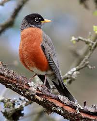 Pin On All Things Birding