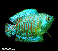 Common water adjustments are a should, as this gourami might be inclined to illness. Premium Male Young Neon Blue Dwarf Gourami