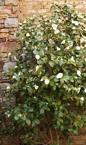Nuccio S Gem Camellia Google Search Camellia White Gardens Camelia Tree