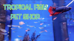 Do not touch the ecosphere. Tropical Fish Pet Store Near Me Online Off 66