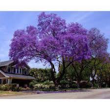 Most trees that are large enough to qualify as a shade tree have fairly small, inconspicuous flowers. Royal Empress Tree Seeds Fast Growing Shade Trees Shade Trees Jacaranda Tree