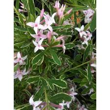 We did not find results for: Daphne X Burkwoodii Carol Mackie Carol Mackie Daphne Paramount Nursery Inc