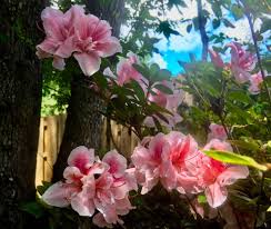 Check spelling or type a new query. Finicky Hydrangeas Need A Particular Spot In The Houston Garden