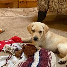 These adorable, playful golden labrador puppies are a cross between a golden retriever and a labrador retriever. How To Find A Good Labrador Puppy