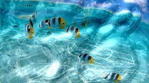 Computer Screen Savers More Downloads Related To Watery Desktop 3d Screensaver Live Wallpaper For Pc Live Fish Wallpaper Wallpaper Pc