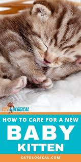 Tips And Tricks On How To Care For A New Baby Kitten In Your House If You Just Got A Cat Or Are About To Bring One I Baby Kittens Kitten