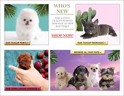 Teacup puppies are the informal name for enormously little dogs; Rare Micro Teacup Puppies For Sale Near Me Posh Pocket Pups