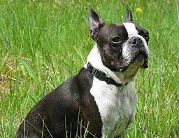 Life Span Of Boston Terrier