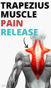 The muscle is divided into three parts: How To Fix Trapezius Pain Fast Ultimate Guide