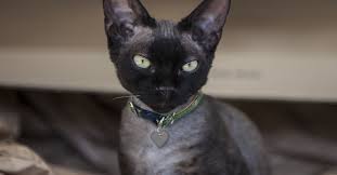 We did not find results for: What Are The Types Of Black Cat Breeds Petfinder
