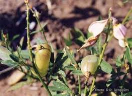 Image result for Crotalaria anthyllopsis