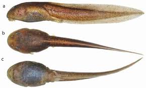 Image result for Hyloscirtus criptico