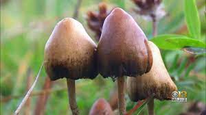 More Than A Trip Psychedelic Drugs Being Used To Help People Quit Smoking Youtube