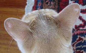 This may be particularly defined after winter. My Cat Has Bald Patches On Her Ears Why