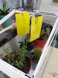 The mosquito bits are labeled to control fungus gnats in plant beds or pots! Fungus Gnats Tiny Flies Around Your Houseplants Insect Diagnostic Lab