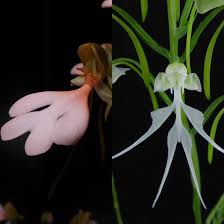 Image result for Habenaria walleri