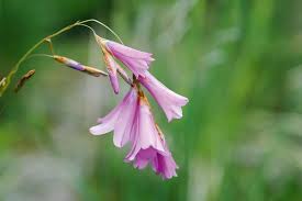 Image result for Dierama formosum