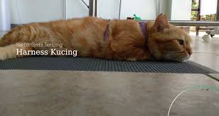 Misalnya dengan membuat gantungan dari tali. Serba Serbi Harness Kucing Yang Perlu Kamu Ketahui Riuusa