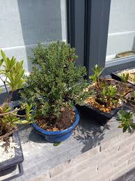 Image result for Crassula sarcocaulis