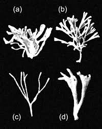 High society 2017 magyar videa video hu / ingyenes letöltés hd vagy 4k az összes videót ingyen felhasználhatod a projektjeidben. Corpora Invivo Morphogenesis And Plasticity In Living Organisms