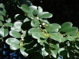 Image result for Flueggea virosa