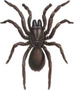 Spider Identification Chart Venomous Or Dangerous