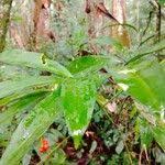 Image result for Dracaena camerooniana